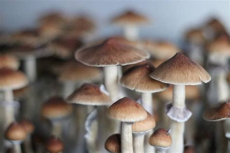 Unraveling the Mysteries of Magic Mushroom Spores